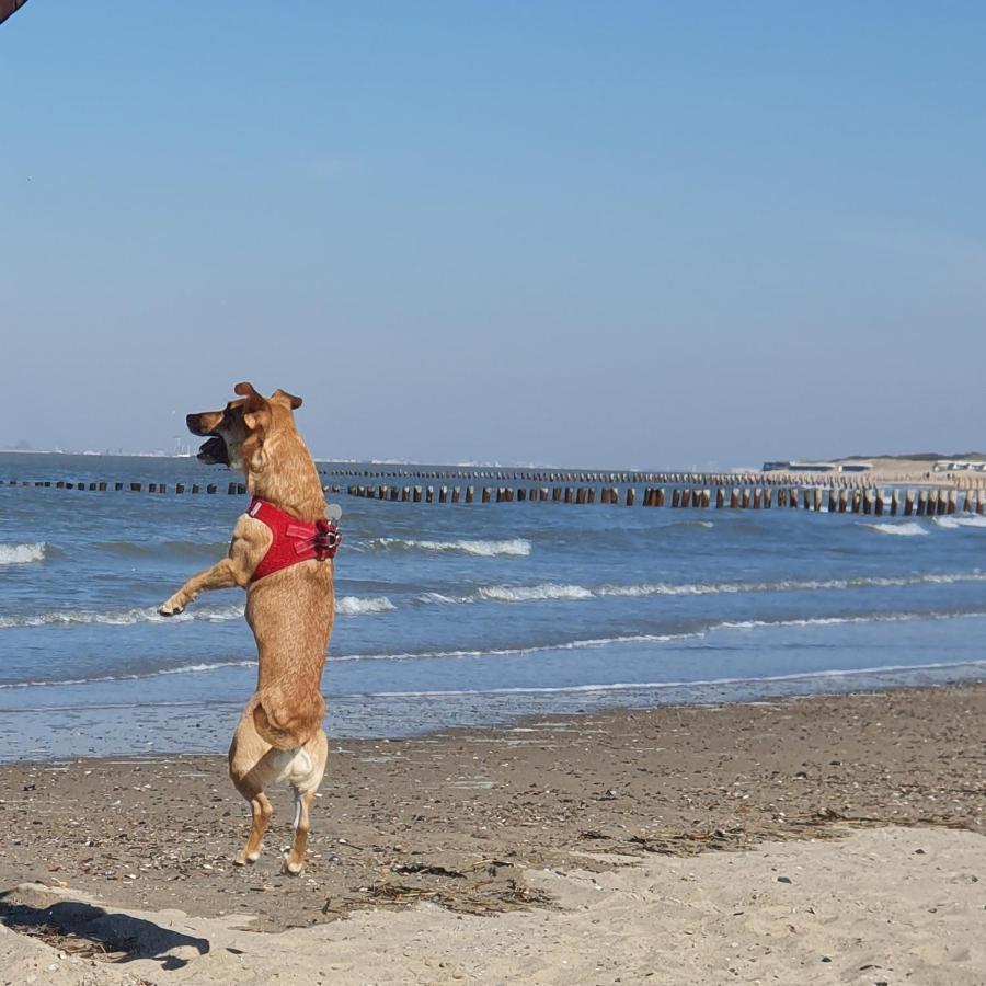 Bonnies Beach & Spa Duinnest Cadzand Eksteriør billede